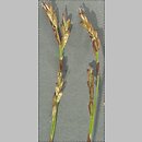 Carex digitata (turzyca palczasta)