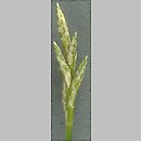 Carex brizoides (turzyca drżączkowata)