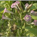 Nicotiana tabacum (tytoń szlachetny)