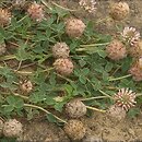 Trifolium fragiferum s.l. (koniczyna rozdęta)