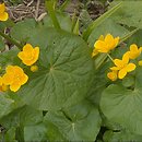 Caltha laeta (knieć górska)