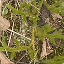 Lycopodium clavatum (widłak goździsty)