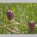 Fritillaria meleagris (szachownica kostkowata)