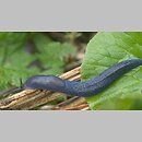 Bielzia coerulans (pomrów błękitny)