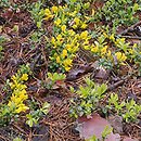 Fabaceae-zdrewniale (drzewa i krzewy z rodziny bobowatych (motylkowatych))