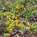Chamaecytisus (szczodrzeniec)