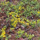 Chamaecytisus ratisbonensis (szczodrzeniec rozesłany)