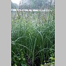 Carex acutiformis (turzyca błotna)
