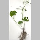 Ranunculus auricomus s.str. (jaskier różnolistny s.str.)