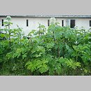 Heracleum (barszcz)