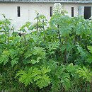 Heracleum sosnowskyi (barszcz Sosnowskiego)