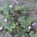 Cymbalaria (cymbalaria)