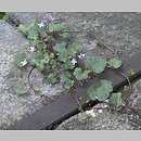 Cymbalaria muralis (cymbalaria bluszczykowata)