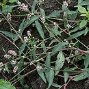 Polygonum (rdest)