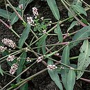 polygonids