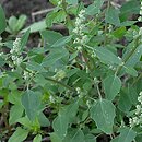 Chenopodium (komosa)