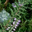 Ericaceae (wrzosowate)
