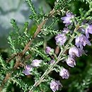 Calluna vulgaris (wrzos pospolity)