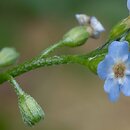 Myosotis palustris agg. (niezapominajka błotna (agg.))