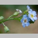 Myosotis nemorosa (niezapominajka górska)
