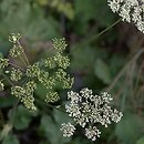 Heracleum sphondylium agg. (barszcz zwyczajny agg.)