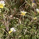 Viola sect. Melanium