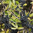 Ligustrum vulgare (ligustr pospolity)