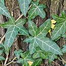 Hedera helix Sagittifolia