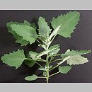 Chenopodium album s.str. (komosa biała s.str.)