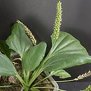 Plantago (babka)
