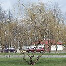 Salix hort. Erythroflexuosa
