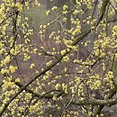 Cornus (dereń)