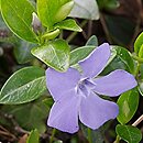 Vinca (barwinek)