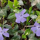 Vinca minor (barwinek pospolity)