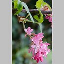 Ribes sanguineum (porzeczka krwista)