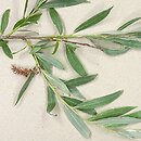 Salix alba (wierzba biała)