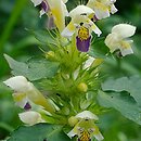 Galeopsis speciosa (poziewnik pstry)