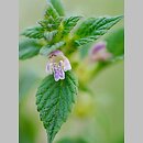 Galeopsis bifida (poziewnik dwudzielny)