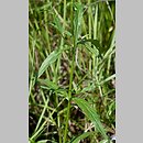 Epilobium palustre (wierzbownica błotna)