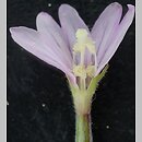 Epilobium-N (wierzbownice o niepodzielonym znamieniu)