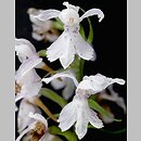 Dactylorhiza fuchsii (kukułka Fuchsa)