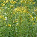 Solidago gigantea (nawłoć późna)