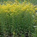 Solidago canadensis (nawłoć kanadyjska)