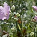 Lavatera thuringiaca (ślazówka turyngska)
