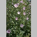 Lavatera (ślazówka)