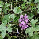 Malva sylvestris (ślaz dziki)