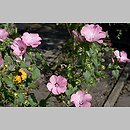 Lavatera trimestris (ślazówka letnia)
