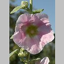 Alcea rosea (malwa różowa)