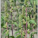 Amaranthus powellii (szarłat prosty)