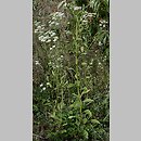 Phalacroloma (krąg Erigeron annuus)